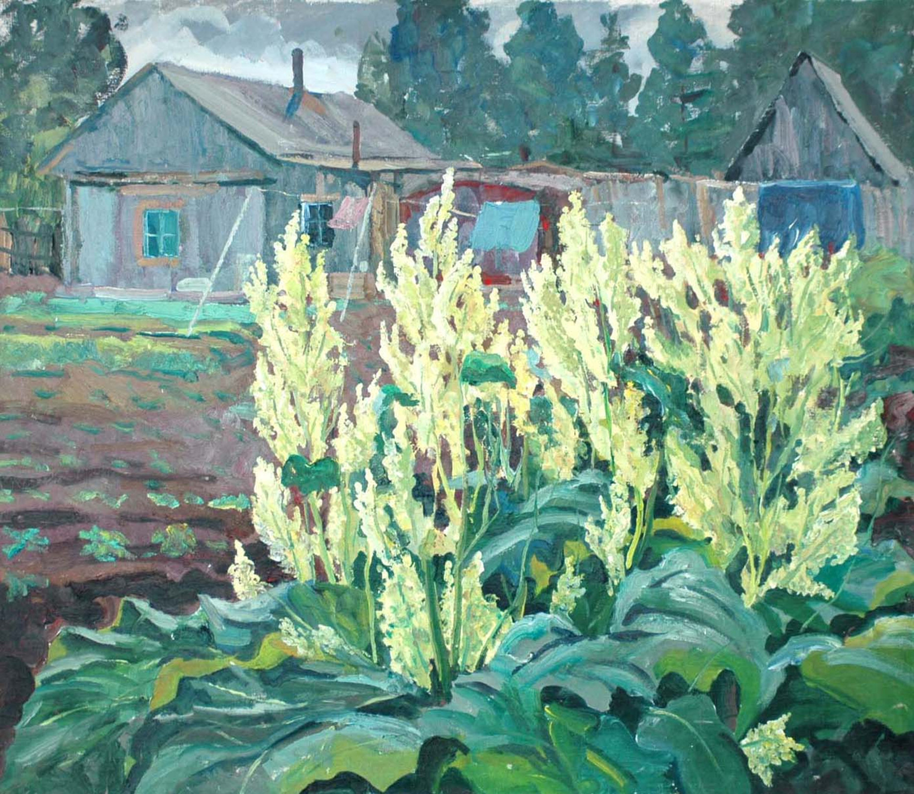 Ревень цветет. 1982 г.